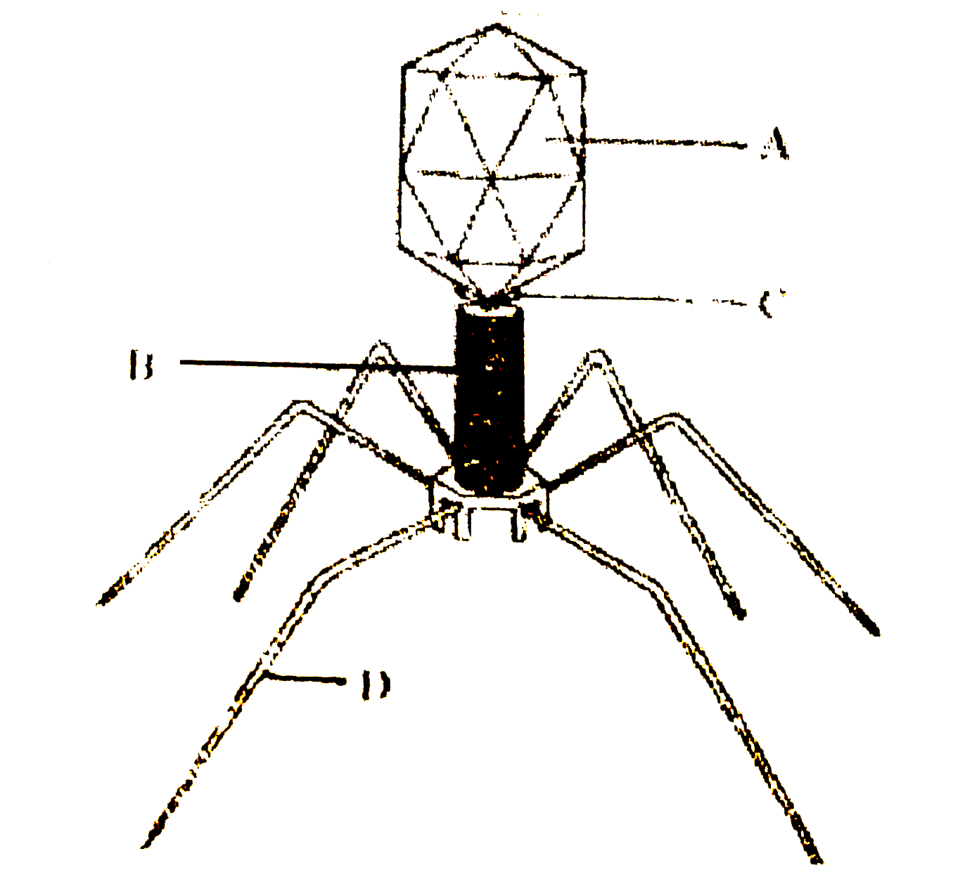 Given below is the diagram of bacteriophage. In which one of the options all the four parts A,B,C and D are correct?