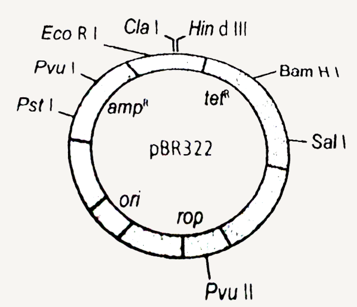 The given figure is the diagrammatic representation of the E. coli vector pBR 322. Which one of the given options correctly identifies its certain component (s)?