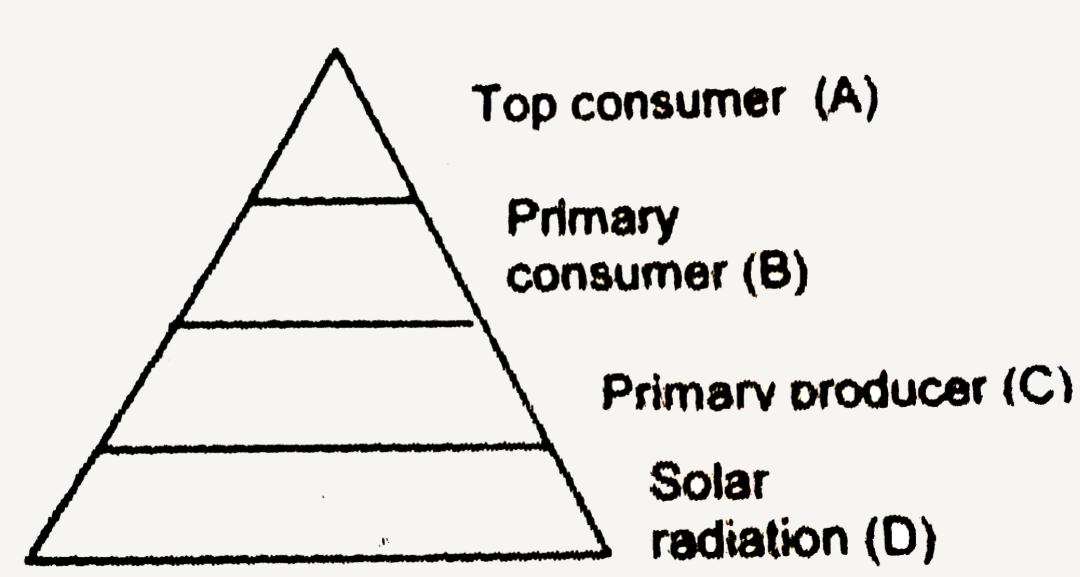 (A) 10 kcal//m^(2)//yr     (B)  100 kcal//m^(2)//yr     (C ) 1,000 kcal//m^(2)//yr    (D) 1,00,000 kcal//m^(2)//yr   In the above energy pyramid for an ecosystem, the rate of secondary production is