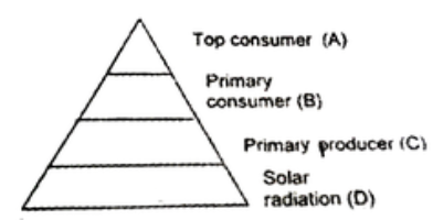 Refer to the above diagram of energy pyramid. The ecological efficiency at primary consumer level, in comparison to that at secondary consumer level, is