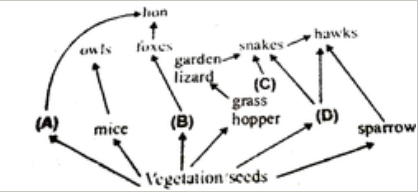 Identify the likely organisms (A), (B), (C ) and (D) in the food web shown below