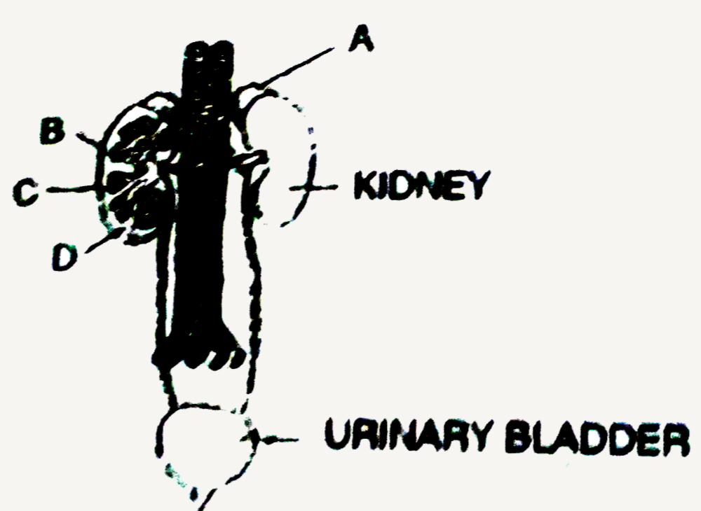 Figure shows human urinary system with structures labelled A to D. Select option which correctly identifies them and gives their characteristics and/or functions