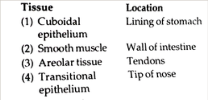 Which type of tissue correctly matches with its location