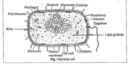 Draw a labelled diagram of the sclerenchyma cell.