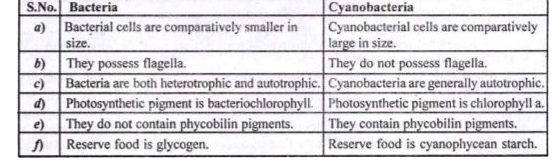 Differentiate between bacteria and cyanobacteria.