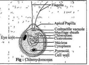 Biological drawings Structure of Chlamydomonas Learning Resources for  Biology by D G Mackean