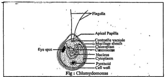 Draw a labelled diagram of Chlamydomonas  Brainlyin