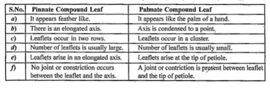 how-pinnately-compound-leaf-is-different-from-a-palmately-compound-lea