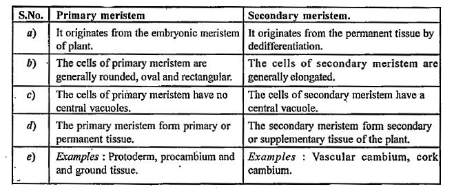 meristem examples