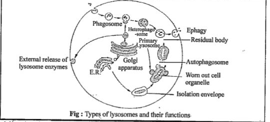 ocr_image