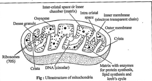 ocr_image