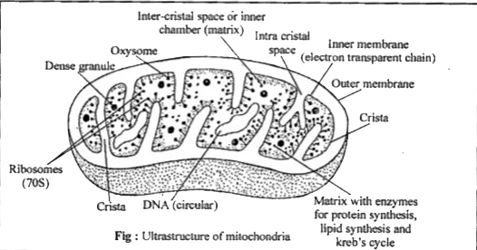 Draw a neat and well labelled digarm of a mitochondira (electron misc