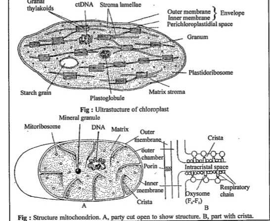 Name two cell organelles that are double membrane bound. What are the