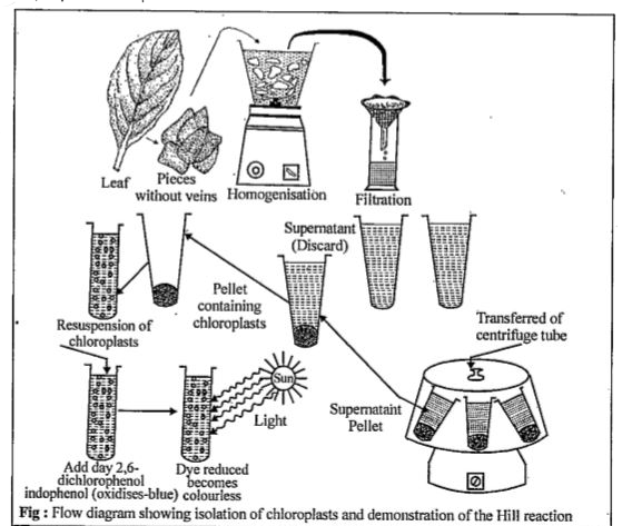 experimental control for hill reaction