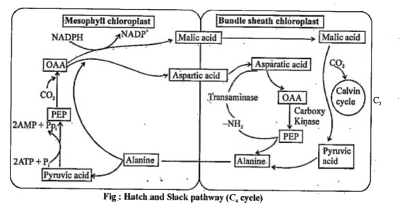 ocr_image