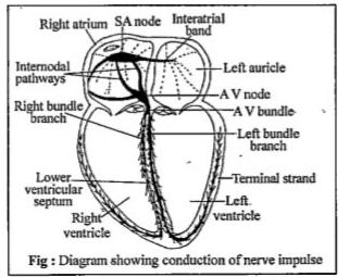 ocr_image