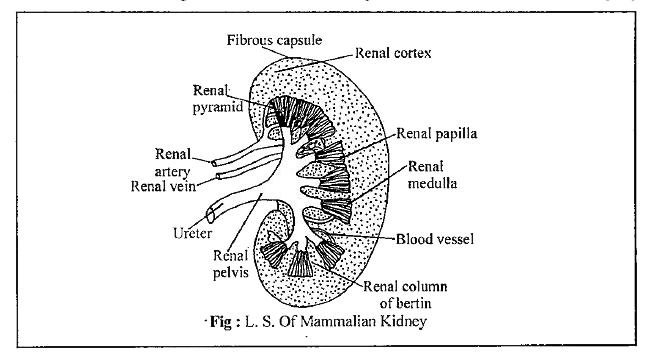Draw the diagram of kidney recognize and label the following parts 1  renal medulla 2 renal cortex 3 pelvis 4 ureter  HomeworkStudycom