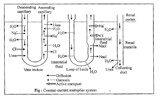 ocr_image