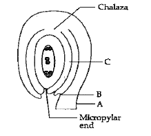 Study the given diagram and answer the question given below:         The junction of attachment of funicle with the body of ovule at B is