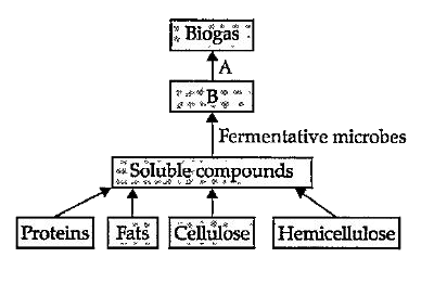 Villagers in a place near Chambur started planning to make power supply for agricultural purpose from cow dung. They have started a biogas plant for the purpose. Study the flow chart for biogas production given below and answer the following questions.       In the given flow chart, 'A' denotes :