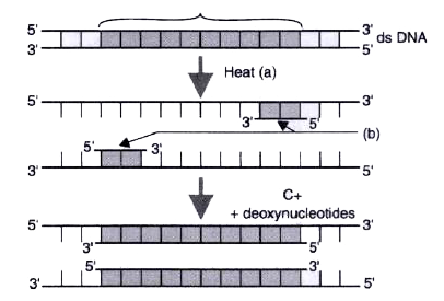 A schematic representation of polymerase chain reaction (PCR) up to the extension stage is given below.      Which of the following has popularized the PCR (Polymerase Chain Reaction) ?   
a) Easy availability of DNA template  
b) Availability of synthetic primers  
c) Availability of cheap deoxyribonucleotides  
d) Availability of thermostable DNA polymerase.