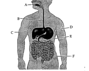 The given diagram is of human digestive system. Study the diagram and answer the question.        The secretion that is released by label C is: