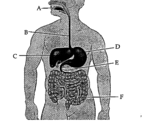 The given diagram is of human digestive system. Study the diagram and answer any of the four questions.      The digestion of food starts in