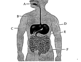 The given diagram is of human digestive human. Study the diagram and answer any of the four questions.      In case of diarrhoea, which major process does not takes place normally in region F?