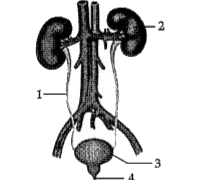 The given diagram represents the structure of a human excretory system. Study the diagram and answer any of the four questions.      Which of these is the structural and functional unit of part 2?