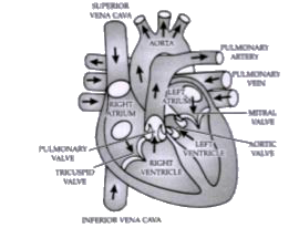 Describe double circulation in human beings. Why is it necessary? Describe double circulation in human beings. Why is it necessary?