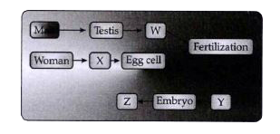 Understand the given flow chart and answer the  following questions.      Which of the following represents W, X, Y and Z?       Where the process of fertilization does takes place in female body?    What is menstruation?