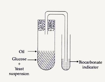 The figure given below is designed to show yeast respiration. In one of the tubes, there is yeast suspension in glucose solution. This solution was boiled before yeast was added to it. Which one of the following is the possible reason for boiling of sugar solution?