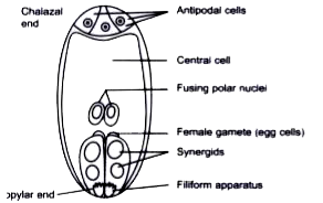 With a neat diagram explain the 7-celled, 8-nucleate nature of the female gametophyte.- Assam Eduverse