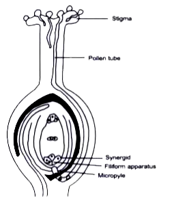 Draw the diagram of a pistil where pollination has successfully occurr