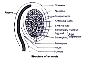 List the function of micropyle, chalaza, nucellus and integuments of an angiospermic ovule.