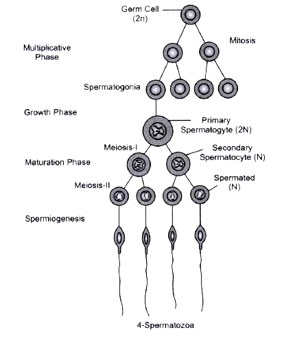 What is spermatogenesis? Briefly describe the process of spermatogenes