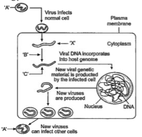 Observe the diagram below and identify the enzyme 'B' acting on 'X' to produce molecule 'C'.