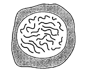The diagram shows a cell of an organism formed by reduction division. The nucleus contains 20 chromosomes. What is the diploid number for this organism?