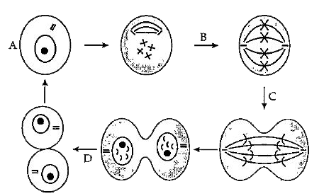 The diagram shows a cell before and during mitosis. At which stage are the chromosomes copied?