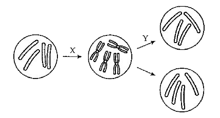 The diagram shows the formation of new diploid cells.      What do arrows X and Y represent ?