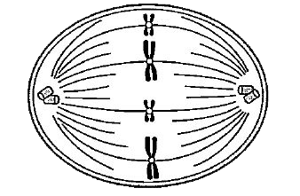 The diagram given below represents a stage during cell division. Which stage is depicted and name the stage that comes before the stage shown?
