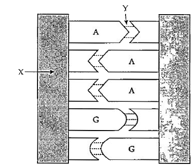 In the diagram given below of a section of a DNA molecule, which are the two components of part X?