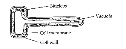 The diagram shows a specialized cell.       For which function is the cell adapted?