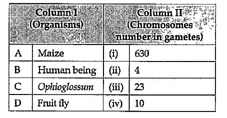 Match the organisms given in column I with their chromosome number in their gametes given in column II and choose the correct combination from the options given below.