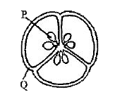 The image given below shows the section of an ovary of a plant with two parts labelled as P and Q   Select the correct option about the structures that will develop from these parts after fertilisation and their ploidy level.