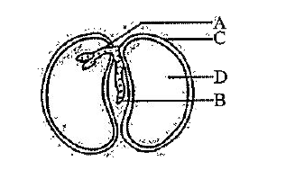 The image given below shows the parts of a seed. Select the option from which the part of the seed labelled as C develops.