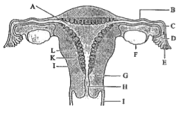 The given figure depicts a diagrammatic sectional view of the human female reproductive system. Select the option with correctly identified parts.