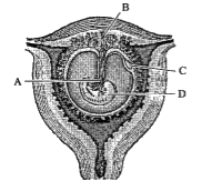 Identify the parts labelled from A to D in the given figure of developing human embryo within the uterus.