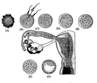 The diagram illustrates the fertilisation followed by cleavage and the early stages of embryonic development. Select the option with correct identification.