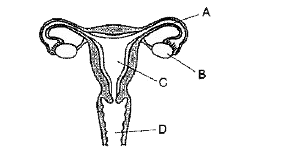 The diagram of the organs of female reproductive system is given below. Study it carefully and answer the questions that follow:       The  layer of the organ 'C' undergoes a cyclic change every month: